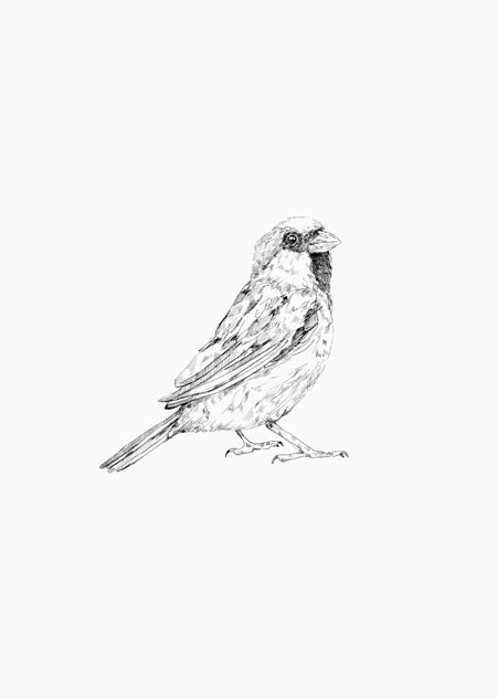 Sparrow (black-white) - A5