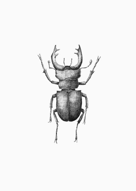 Stag beetle - A5
