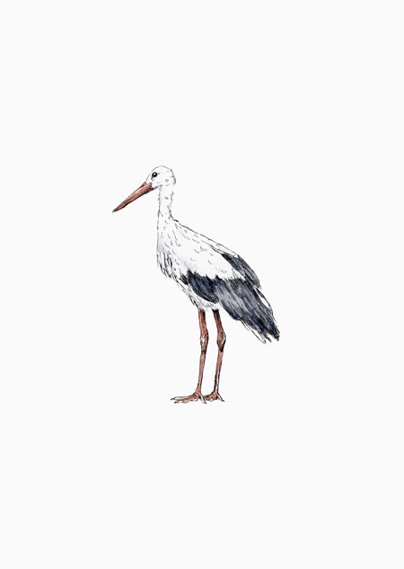 Stork (color) - A5 print