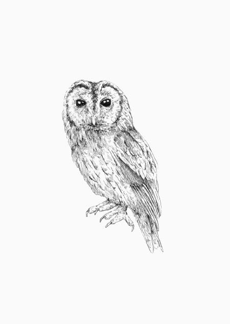 Tawny owl 2