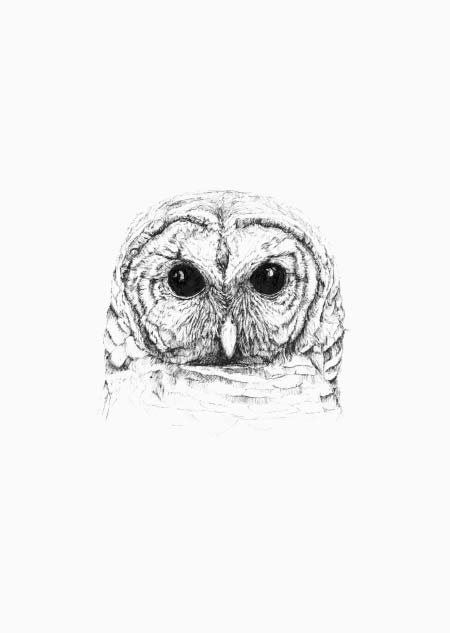 Tawny owl