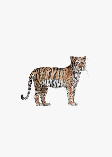 Tiger (color) 