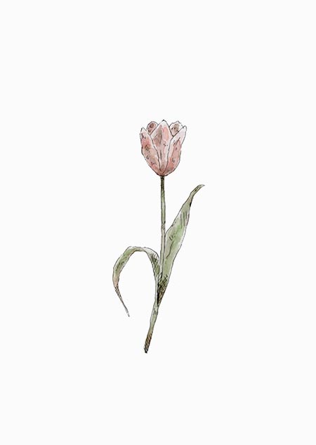 Tulp (kleur)