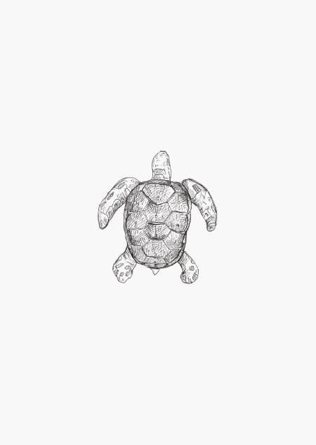 Turtle - A5