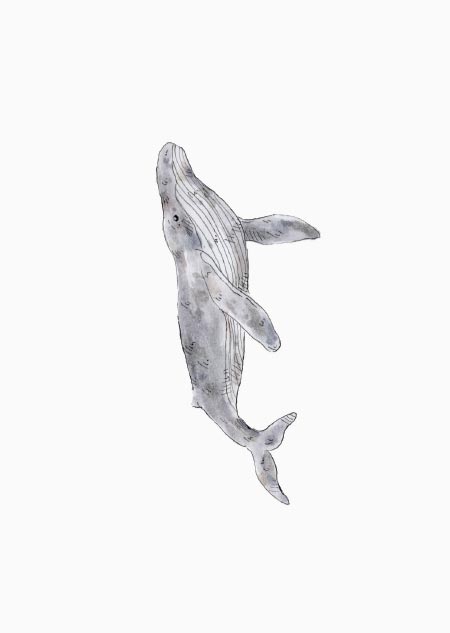 Whale (color) 