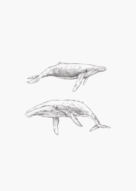 Whales - A4 poster 