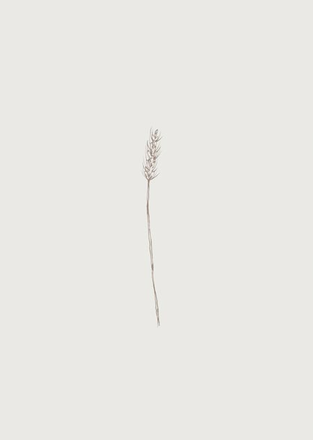 Wheat (beige) - A5