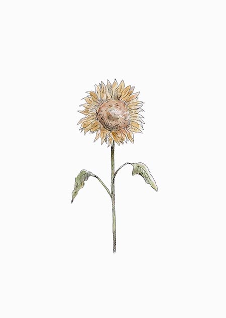 Sunflower (color)