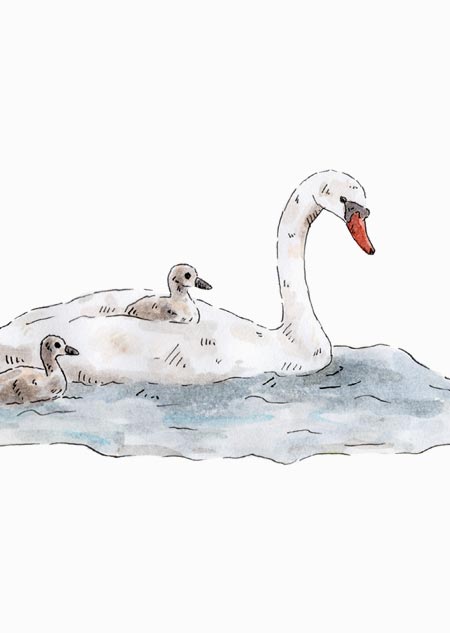 Swans (color) 