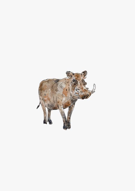 Wrattenzwijn (pumba)
